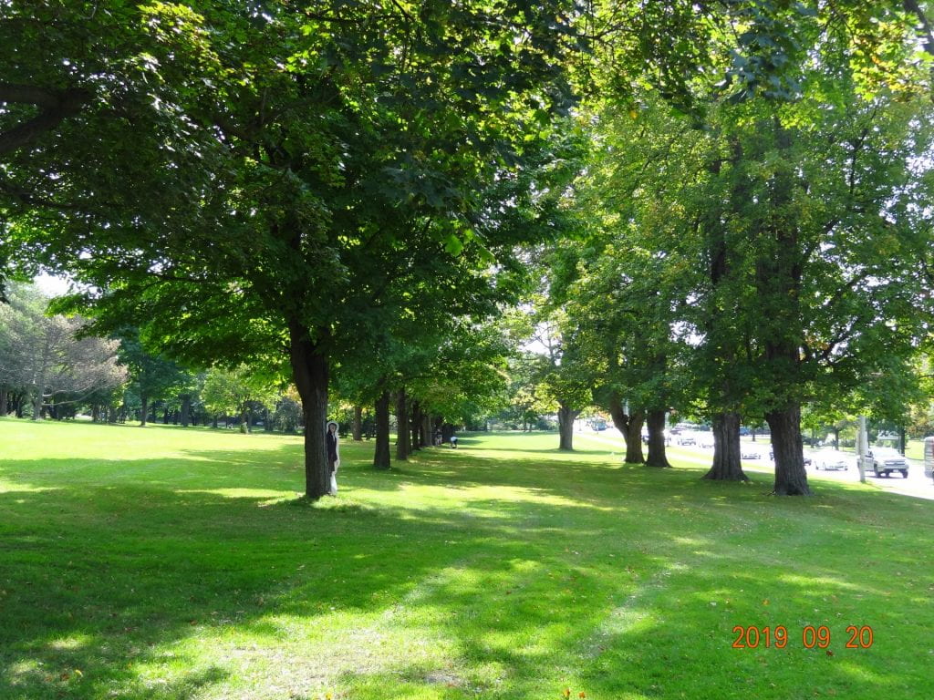 Avogadro life-size cut out behind a tree with many large green trees in a row in summer